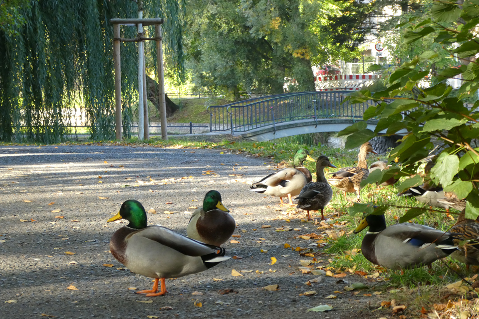 Im Park kann man zu jeder Jahreszeit viele Enten und Singvögel beobachten. © museeon